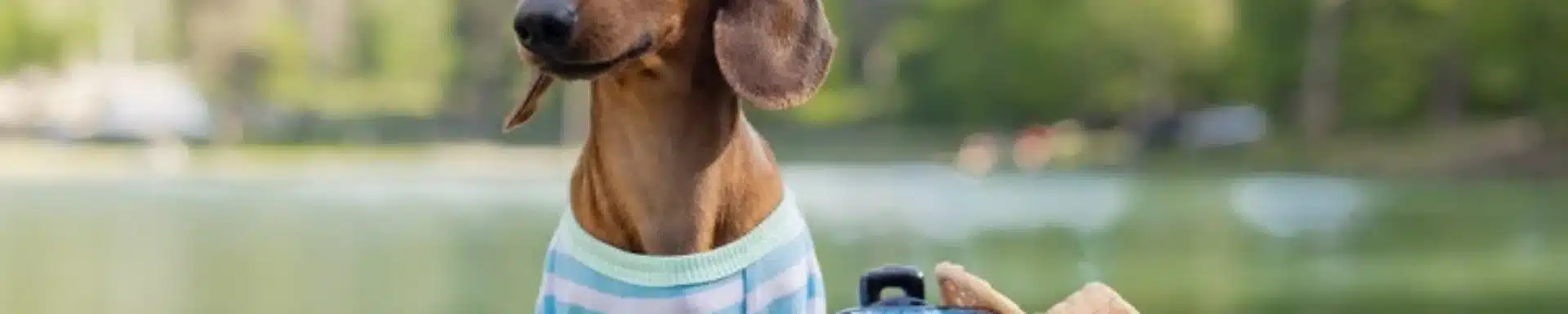 mejores destinos para viajar con perros