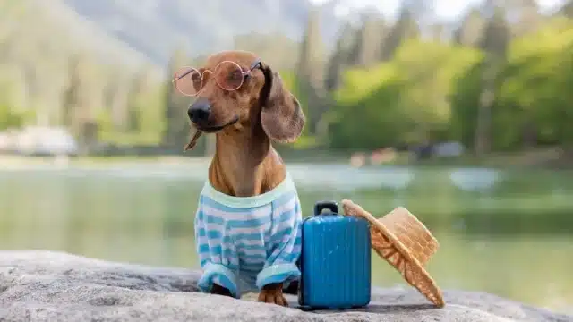 mejores destinos para viajar con perros