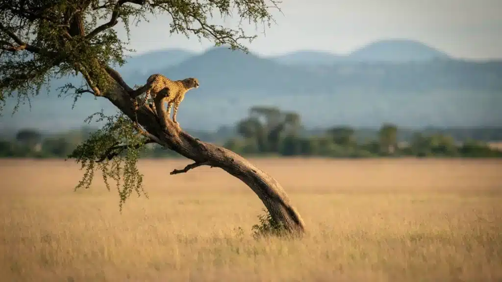 mejores lugares kenia 2026