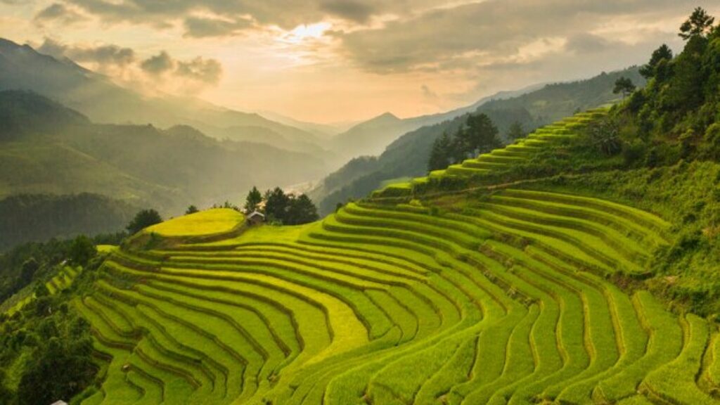 Paisaje panorámico de terrazas de arroz verdes y amarillas talladas en las laderas de las montañas del norte de Vietnam bajo una luz cálida de atardecer.
