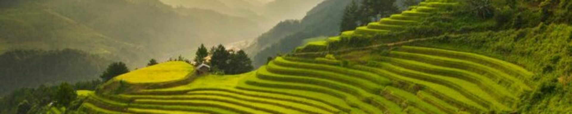 Paisaje panorámico de terrazas de arroz verdes y amarillas talladas en las laderas de las montañas del norte de Vietnam bajo una luz cálida de atardecer.